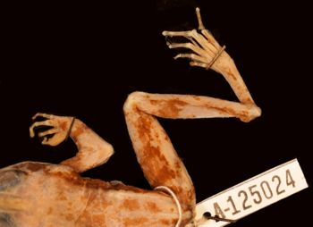 Media type: image;   Herpetology A-125024